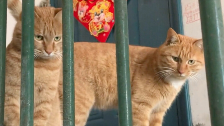 ครั้งแรกที่ได้รับของขวัญจากแมวจรจัด