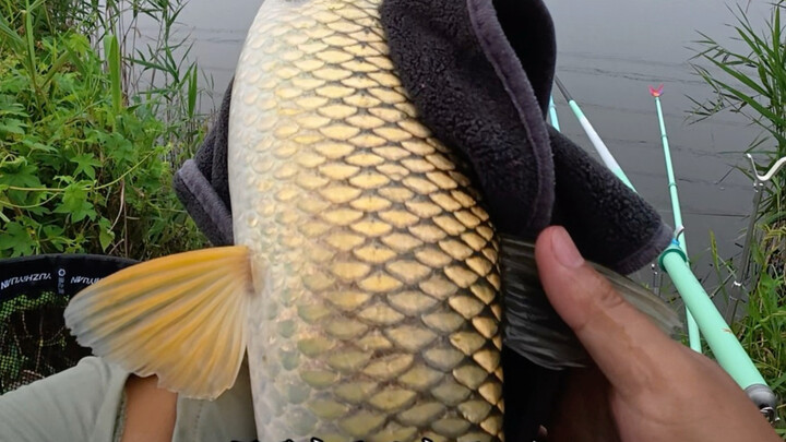 Memancing ikan mas di alam liar, kami terus menunggu di lokasi lama.