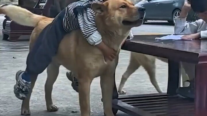 Masa kecil yang diwarnai kebersamaan dengan seekor anak anjing memang sangat membahagiakan