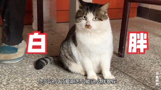 一个月不见，邻居爷爷家的猫胖成了这样