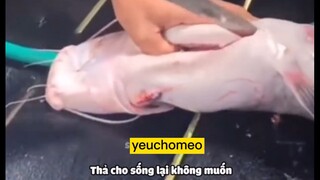 đến chịu🤣