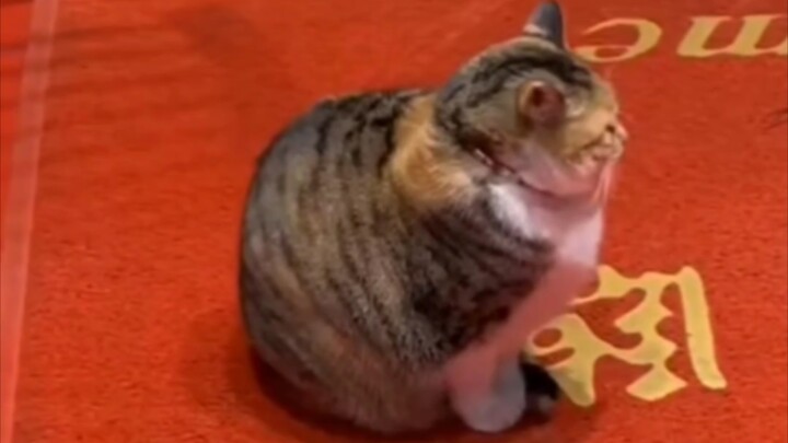 Kucing: "Jadilah kucing yang emosinya stabil~"