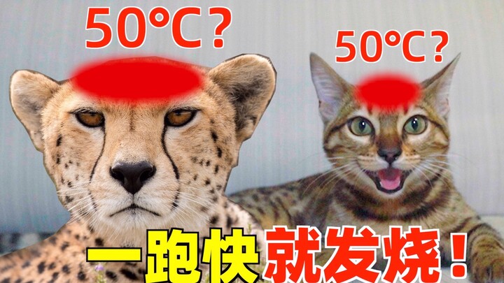 Will a cat get a high fever if it runs too fast? Does its head become scorching hot!?