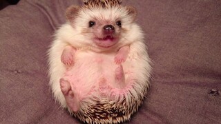 Cute Pet Hedgehog