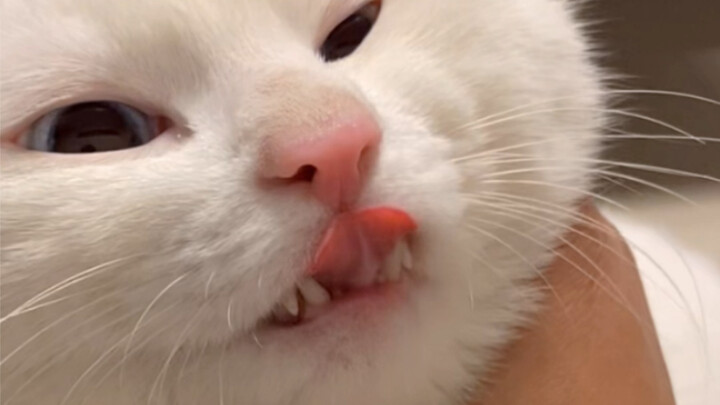 You can’t beat me in a bite, and you still refuse to admit it!