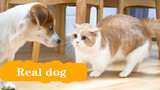 Animal|The Fight Between Cats and Dogs