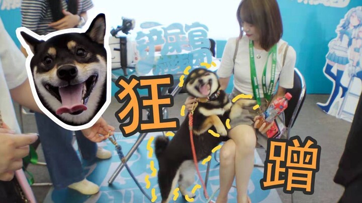 Tại triển lãm thú cưng Á Châu, chú chó Shiba đen cứ thế dụi vào một streamer nổi tiếng!? Chú mèo con