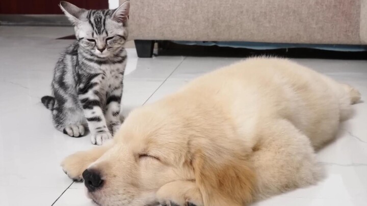 【วันธรรมดาของแมวกับหมา】น้องแมวตัวนี้ดูเหมือนจะติดพี่โกลเด้นรีทรีฟเวอร์แบบถอนตัวไม่ขึ้นแล้ว!