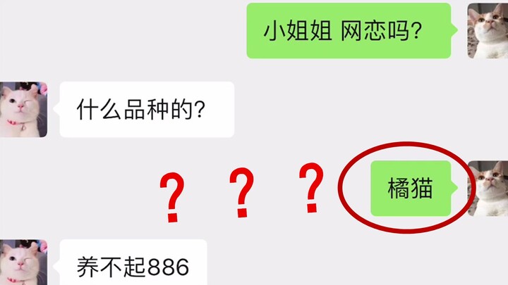 这猫成精了？偷走主人手机，还和小母猫聊起了天！