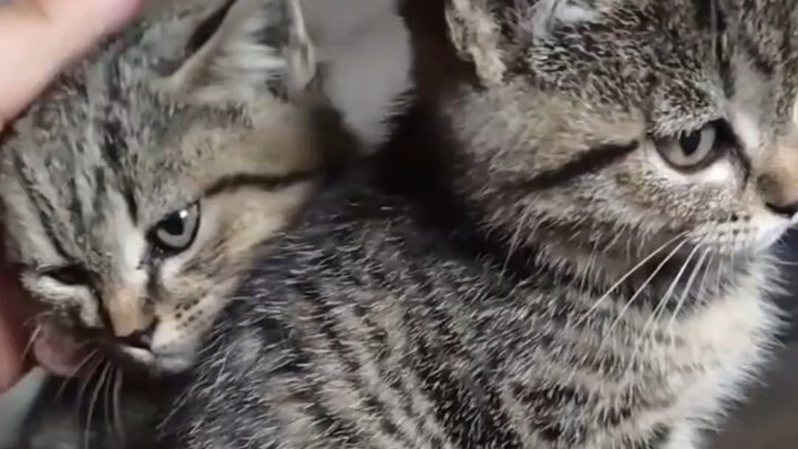 น่ารักมาก แมวน้อยที่บ้านคุณย่า