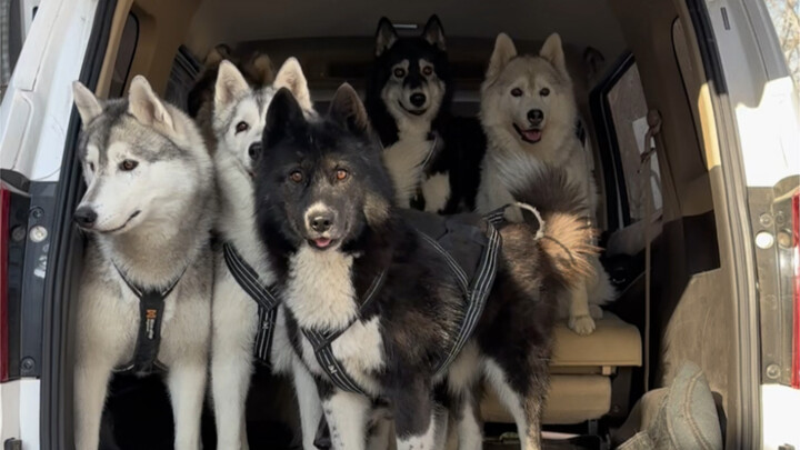 Suasana imersif berseluncur dengan tujuh anjing husky dan satu anjing dachshund di suhu minus sepulu