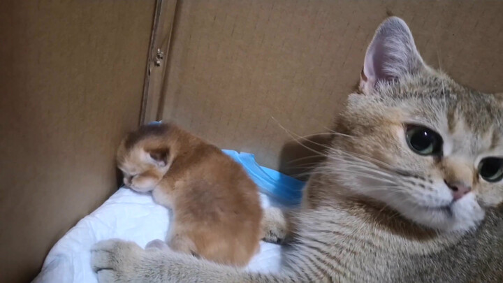 Mother cat asks her owner to take care of her bady