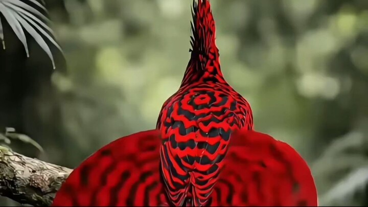 1 Minuto Animal - O Incrível Ritual de Acasalamento das Aves - o 3º é Fascinante #animais #curioso