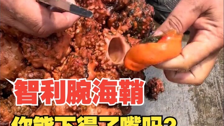 Aku adalah tunikat pergelangan tangan asal Chili. Aku sendiri juga menyerah deh! Meski sudah berevol