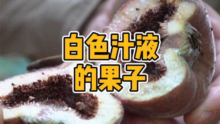 Apakah semua buah yang mengeluarkan getah berwarna putih memang tidak bisa dimakan?