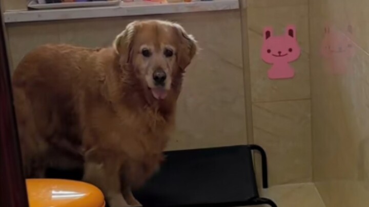 A toad trying to eat swan meat