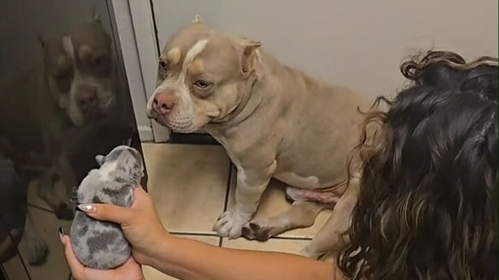 The dog owed a "love debt" outside. The owner brought the puppy back to recognize his relatives, but
