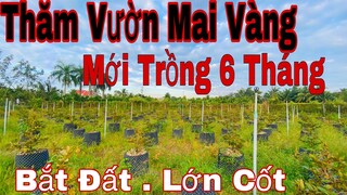 tham vườn mai vàng mới trồng được 5 tháng giờ ra sau , kỷ thuật chăm sóc mai vàng