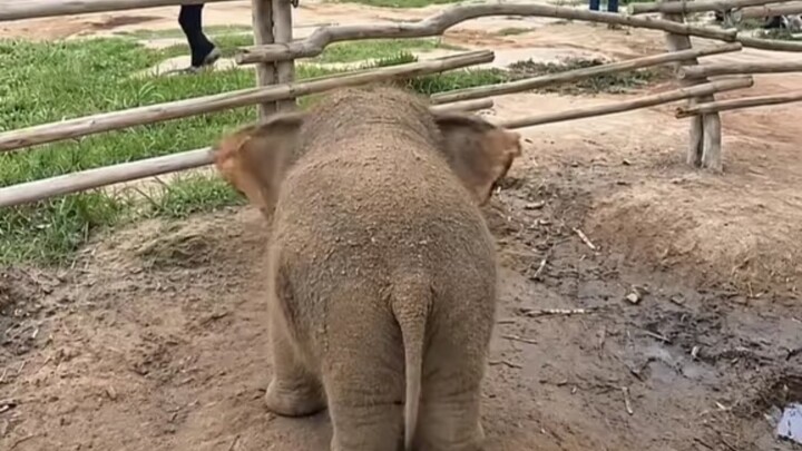 The baby elephant wants to sleep with its dad—wakes up startled in its dream, so cute!