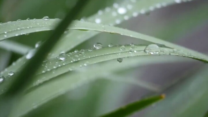 SUMMER RAIN #summer #rain #nature