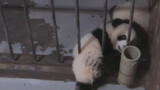Panda Meilan menerobos pagar mencari Wenwen untuk tidur bersama
