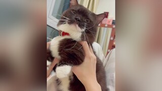 Giây phút chơi với em bé nâu😛 meo meowsoju cat meocute munchkin