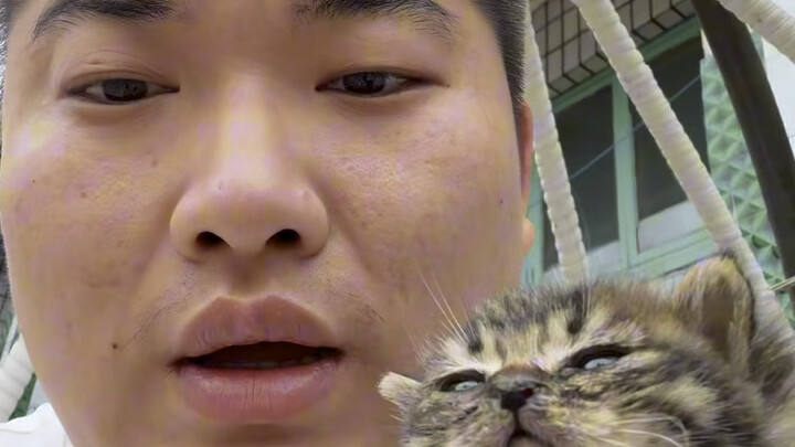 开放领养小猫了（分文不取）