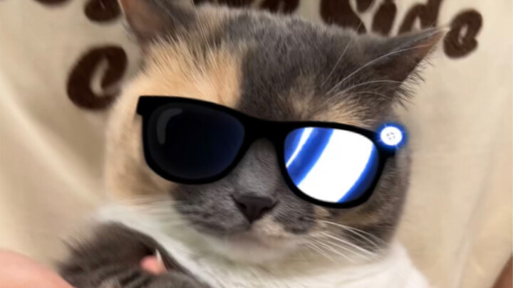 Kucing Jamur Kecil yang Keren dan Kerennya