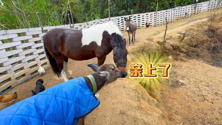 Netizen: Does your family run a zoo? It’s so heartwarming.