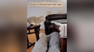 đừng thấy tui chân ngắn mà coi thường nhoa 🥺🥺 cute thucung  xuhuong  xuhuongtiktok  pets  pet