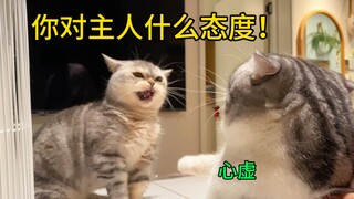 Khóc! Mèo mẹ này bảo vệ chủ quá mức rồi sao? Nó không cho phép bất kỳ con mèo nào dám cãi lời mình..