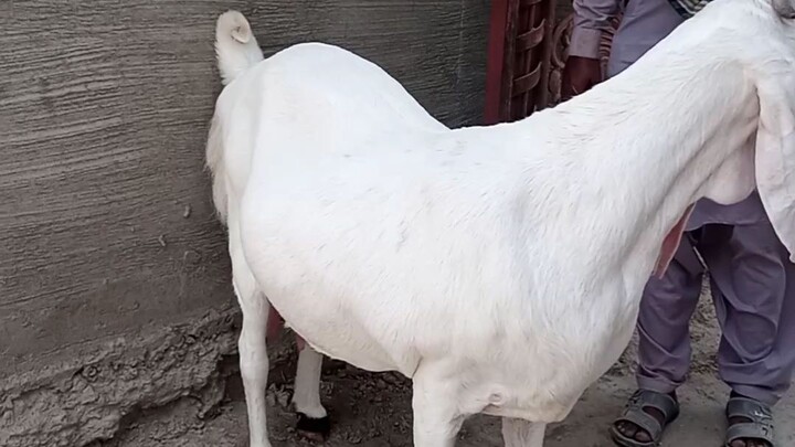🐐 Cutest Goat Ever! 😂❤️#Goat #CuteGoat #FunnyGoat #Animals #CuteAnimals #Viral #Trending #BiliBili
