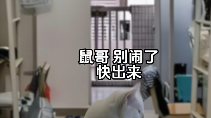 Những bất ngờ khi bạn về ký túc xá sớm #Tiểu kịch meme về mèo #Giả lập chân thực #Sinh viên đại học 