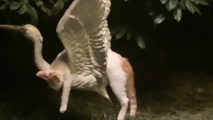 Kucing kecil siapa yang tidur seperti ini!