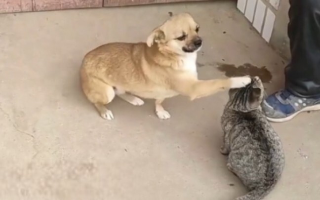 “แม้แต่ลูกหมาก็ยังห้ามใจไม่ให้ลูบแมวไม่ได้!”