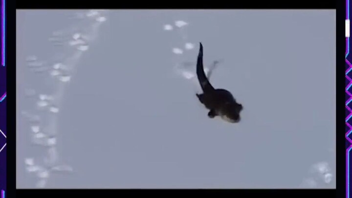 Jejak kaki aneh di salju, ternyata ini dia! Lucu banget!