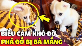 Cười xỉu trước 'BIỂU CẢM ĐÁNG THƯƠNG' của chú cún khi phá đồ bị bà chửi 😅 | Gâu Đần