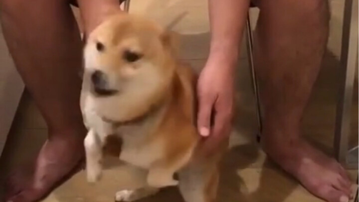 [Shiba Inu] Master, please hold me! I'm already in the right position! Shiba Inu Identification | Ho