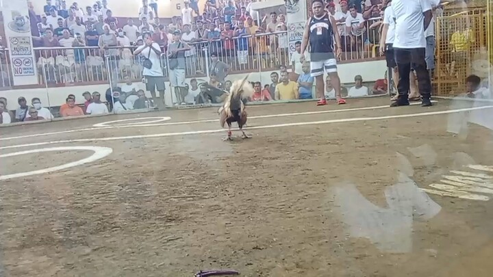 fist fight hack fight golden grey 2x win💪 November 2 2025