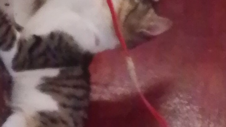cat's I'm the third  my name is kleo