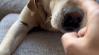 If you’re keeping a pet, you’ve got to know how to nurture it.