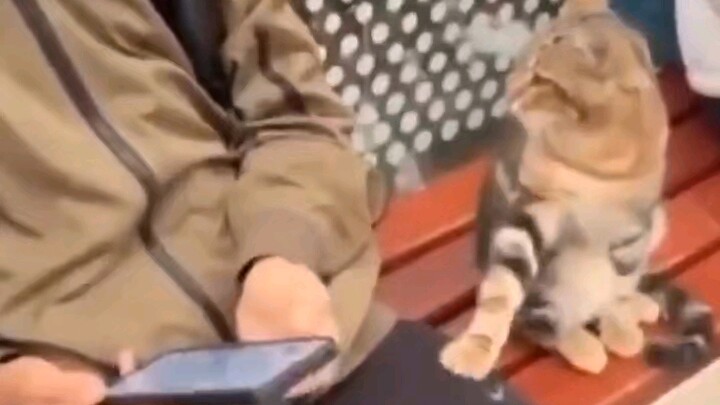Di luar negeri, seekor kucing liar menjinakkan seorang anak dengan cakarnya untuk menguji apakah ia 