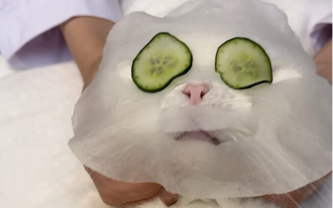 Hari ini si Skii seperti mengganti kucing baru!