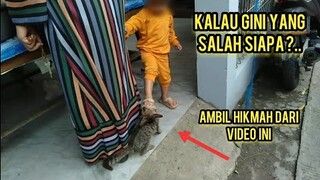 Kucing Liar Ini Sampai Mau Nangis Lagi Cari Makan Di Tendang Pentingnya Orang Tua Menjaga Anaknya..!