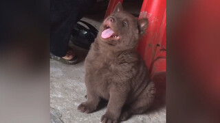 Does the Chinese rural dog growing up by losing its attractiveness