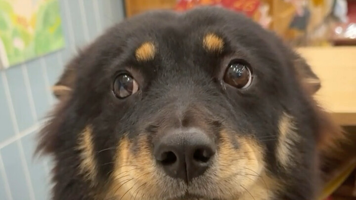Sejujurnya, warna hitam memang tahan kotor, sama halnya dengan anak anjing.