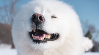 [Samoyed] Kok anak anjing ini bisa semanis ini? Malaikat kecil yang tersenyum!