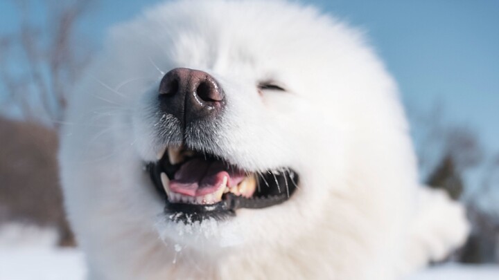 [Samoyed] How can this puppy be so cute? A smiling little angel!