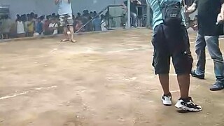 Champion bitas last fight