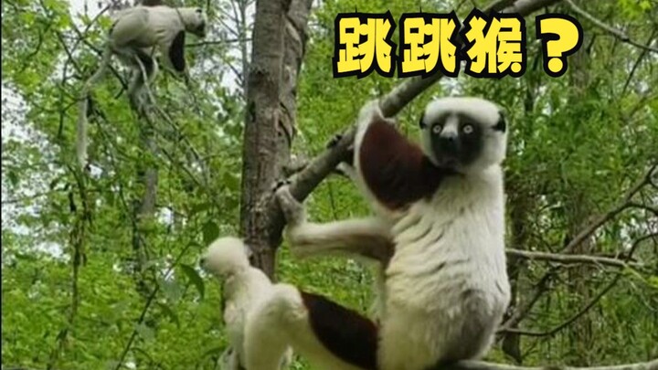 A uniquely charming jumping monkey!